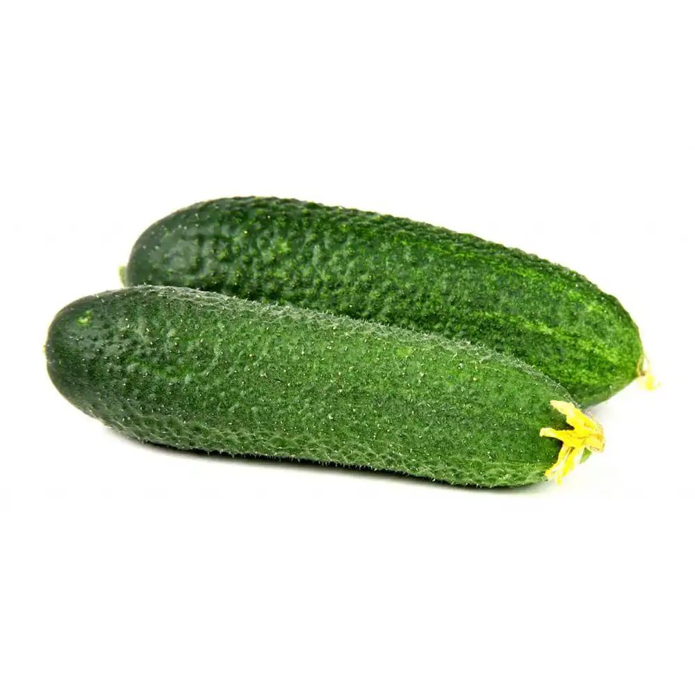 Огурец Маша фермерская Емельяново